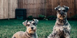Wybieg dla psów pozwoli zabezpieczyć ogród